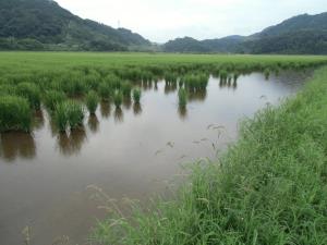 食害にあったほ場